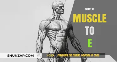 How Muscle-to-Fat Ratio Affects Your Health