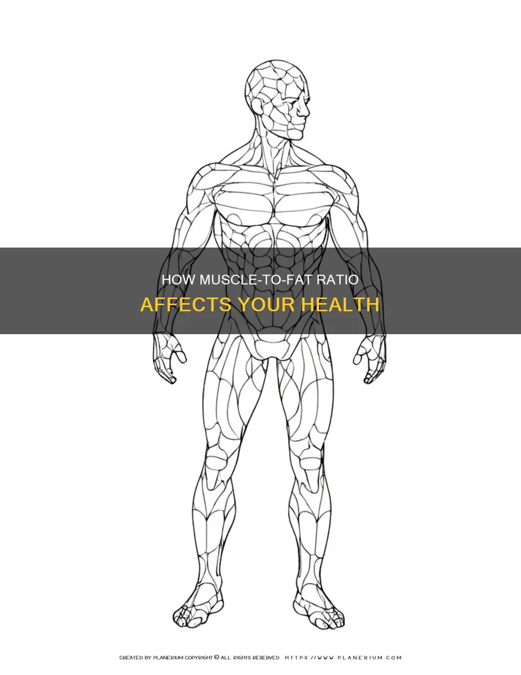 what is muscle to e