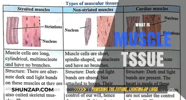 Understanding Muscle Tissue: Structure and Function