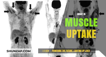Understanding Muscle Uptake: The Process Explained