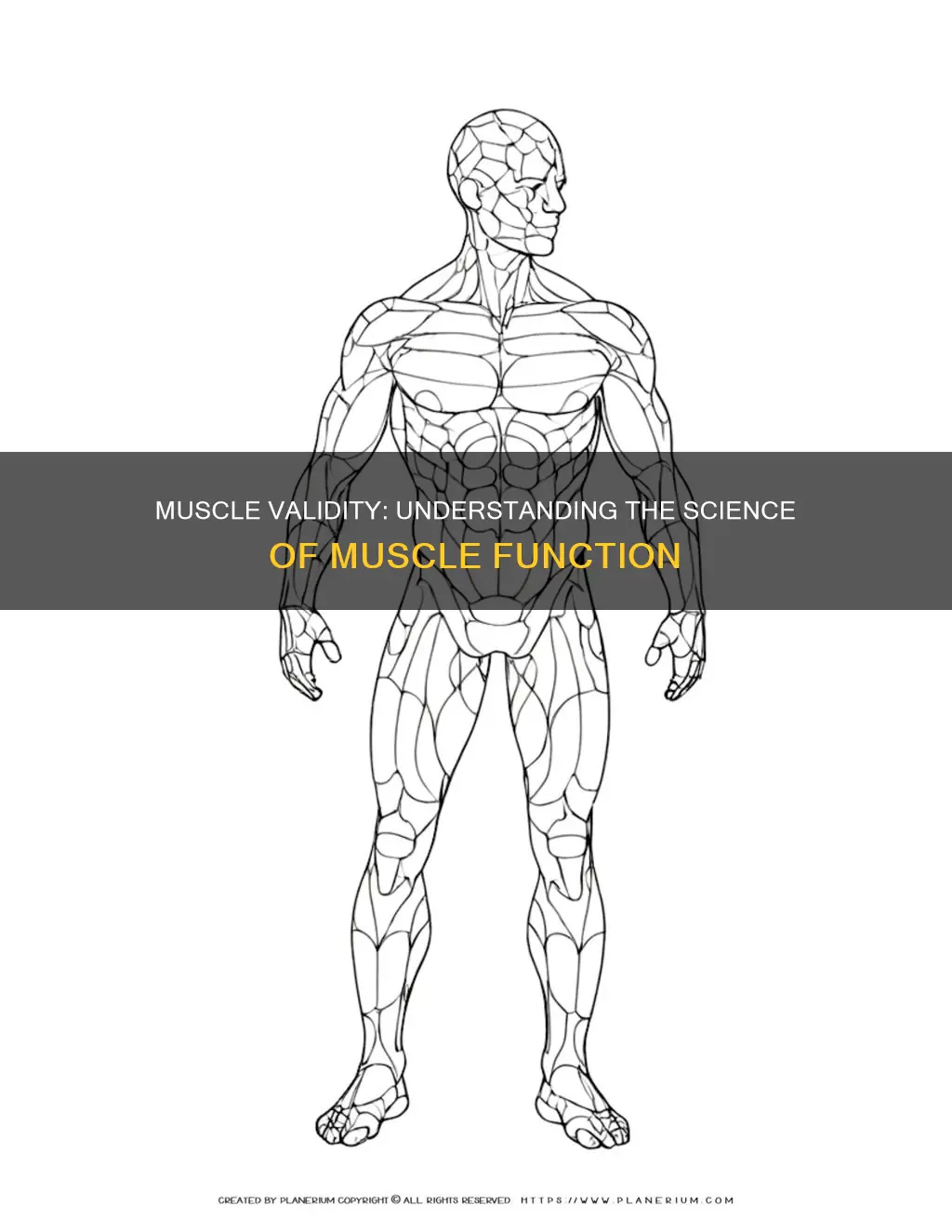 what is muscle validity