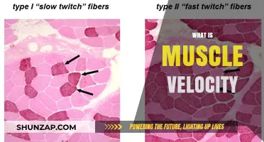 Understanding Muscle Velocity: Speed and Strength Secrets