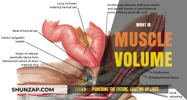 Understanding Muscle Volume: The Science of Muscle Growth
