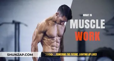 Understanding Muscle Work: How Your Body Builds Strength and Endurance