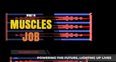 Muscles' Job: Powering Your Every Move