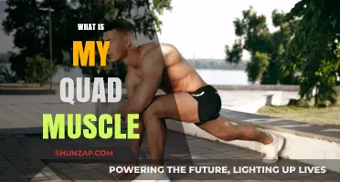 Understanding Your Quad Muscles: Their Function and Anatomy