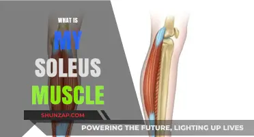 Soleus Muscle: What It Is and Why It Matters