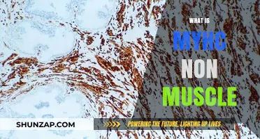MyHC Non-Muscle: A Unique Protein's Power