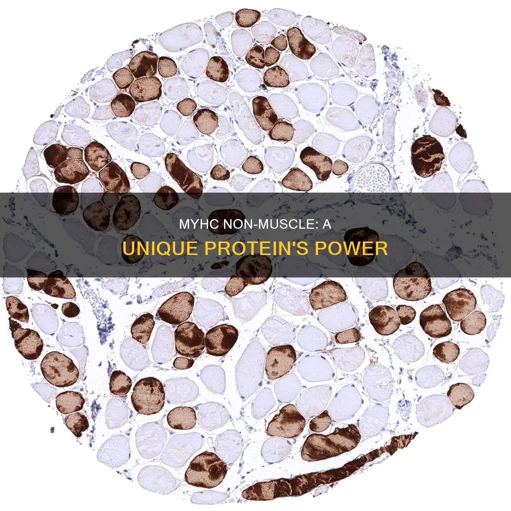 what is myhc non muscle