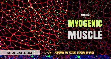 Understanding Myogenic Muscles: Powering Our Movements