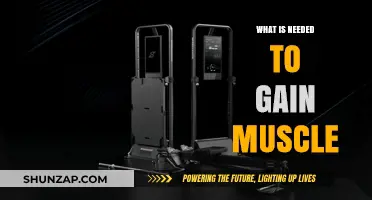 Essential Steps for Effective Muscle Gain and Strength Building
