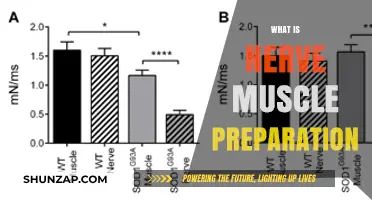 Muscle Nerve Preparation: Techniques and Benefits