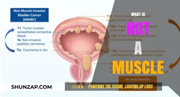 Muscle Myth: What Isn't a Muscle