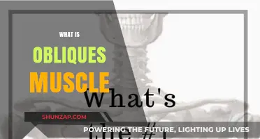 Obliques Muscles: Your Ultimate Core Strengthener