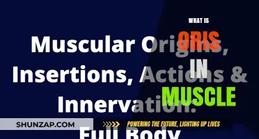 The Origin of Muscles: What is Oris?