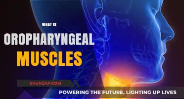 Oropharyngeal Muscles: Their Function and Anatomy Explained