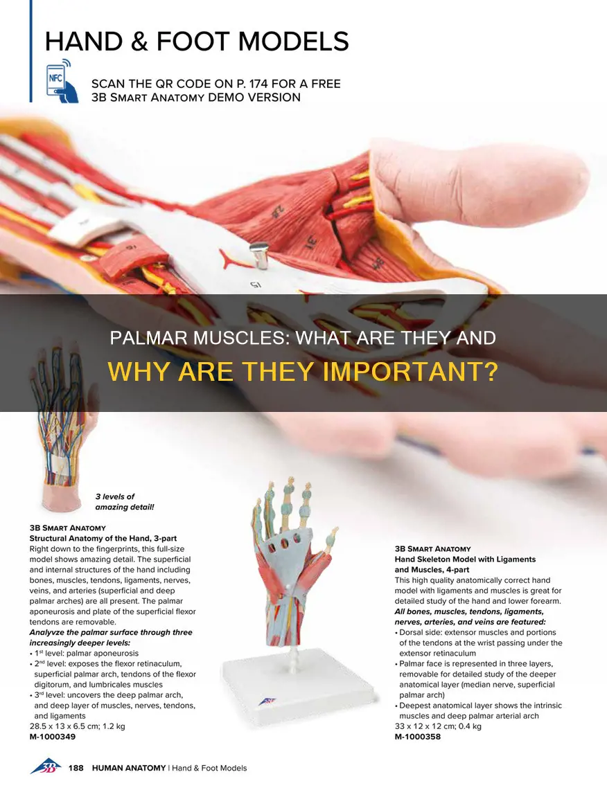 what is palmar muscles