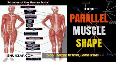 The Power of Parallel Muscle Shape