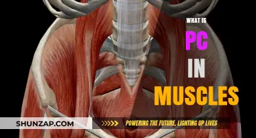 Understanding PC Muscles: What Are They?