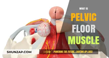 Pelvic Floor Muscles: What Are They?