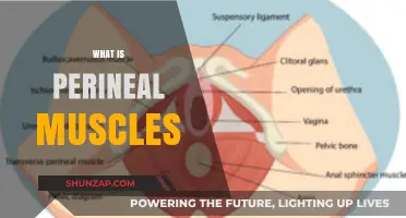 Perineal Muscles: What Are They and Why Are They Important?