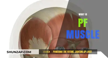 Understanding PF Muscle: Your Ultimate Guide