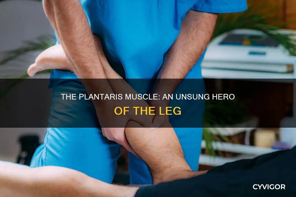 what is plantaris muscle