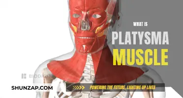 The Platysma Muscle: A Primer on Neck Function and Anatomy