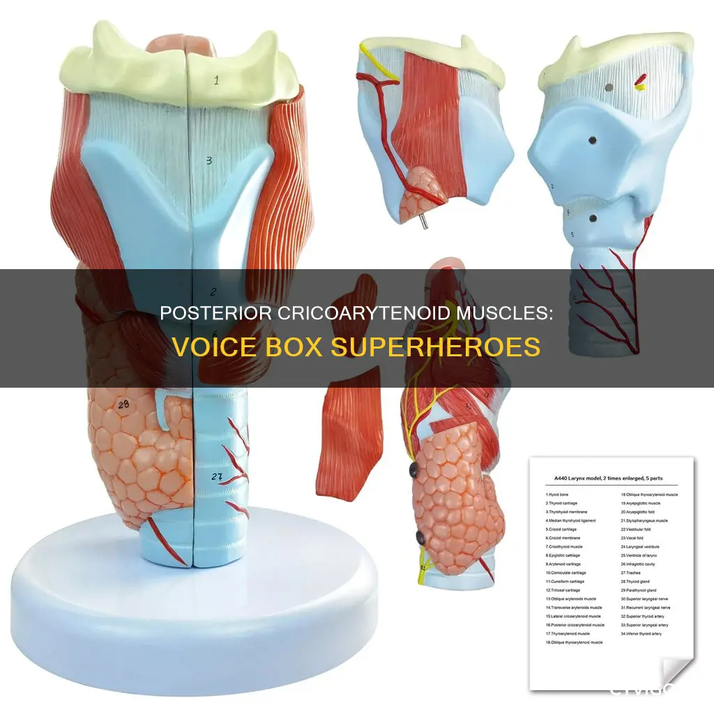 what is posterior cricoarytenoid muscles