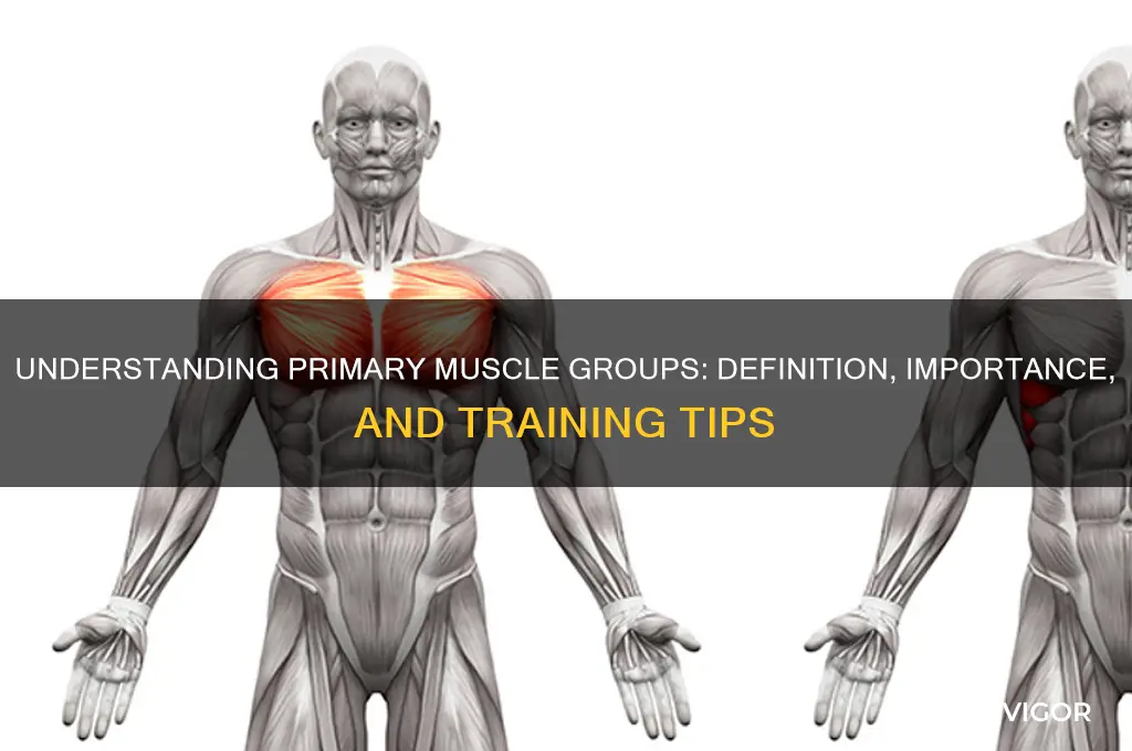 what is primary muscle group means
