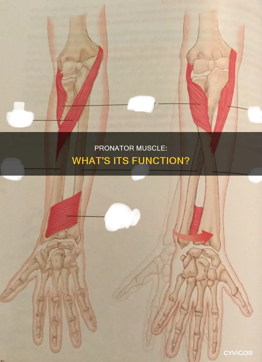 what is pronator muscle