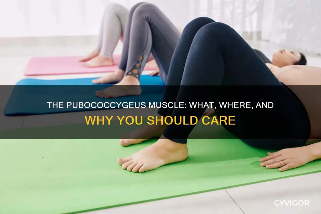 what is pubococcygeus muscle &amp