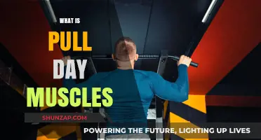 Understanding Pull Day Muscles: Targeted Workouts for Strength and Tone