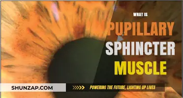 The Pupillary Sphincter Muscle: A Vital Eye Component