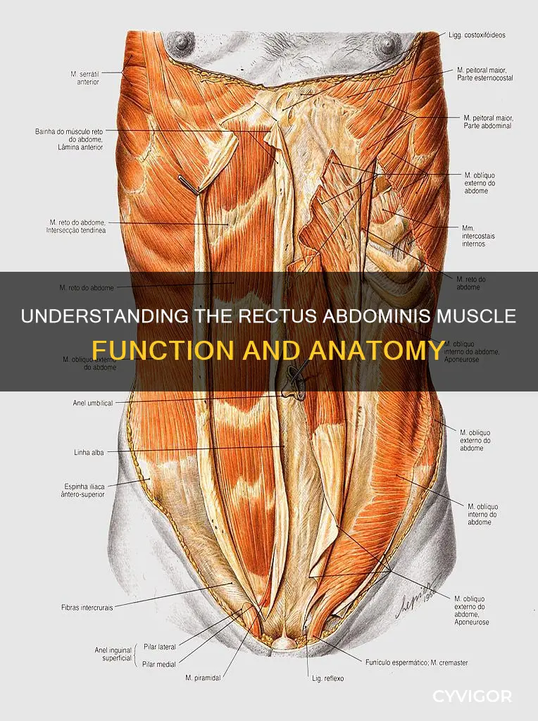 what is rectus abdominis muscle