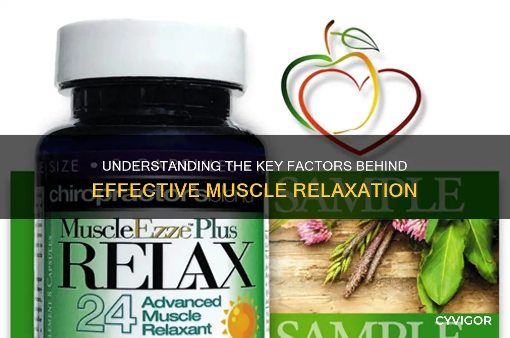 what is responsible for muscle relaxation