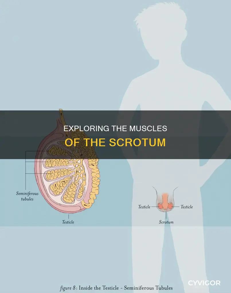 what is scrotum muscles