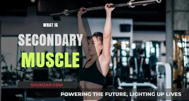 Understanding Secondary Muscles: Their Role and Importance
