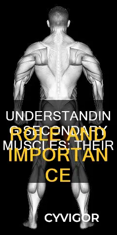 what is secondary muscle