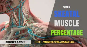 Understanding Skeletal Muscle Percentage: What You Need to Know