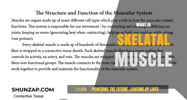 Skeletal Muscles: The Body's Powerhouses