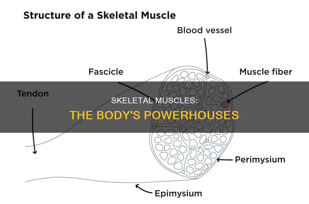 what is skelatal muscle