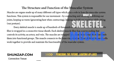 Skeletal Muscles: Our Body's Powerhouses