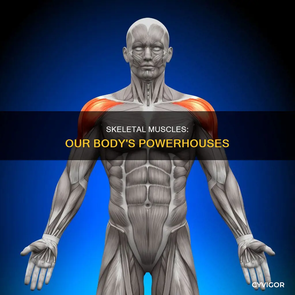 what is skeletel muscle