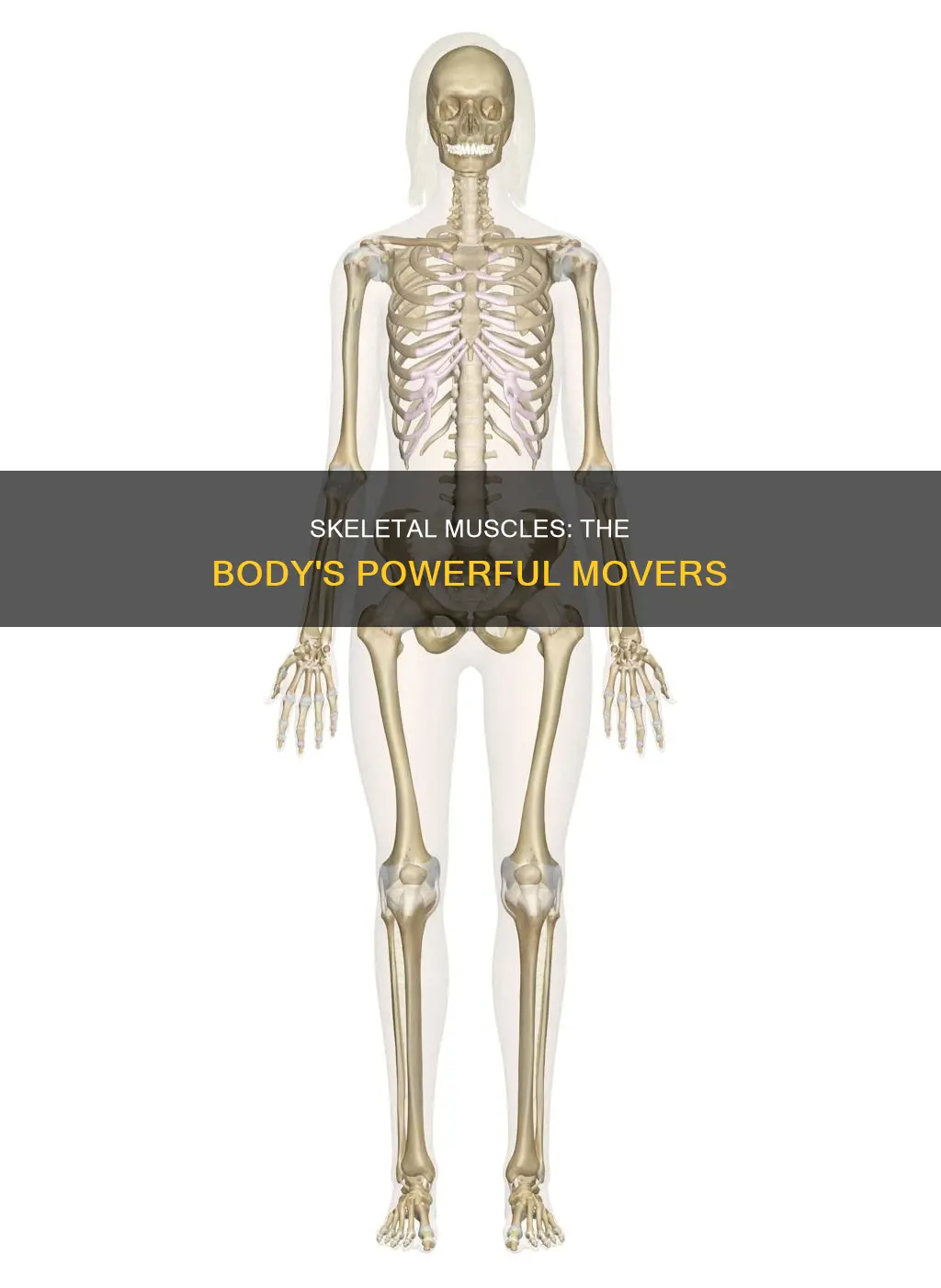 what is skeltal muscle