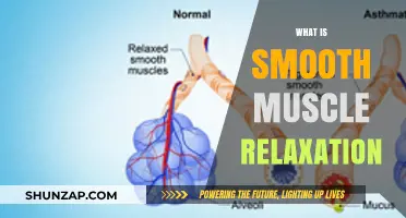 Understanding Smooth Muscle Relaxation: Mechanisms, Functions, and Importance