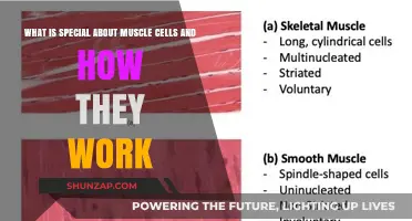 Muscle Cells Unveiled: Unique Functions and Mechanisms Explained
