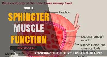 Understanding Sphincter Muscle Function and Its Role