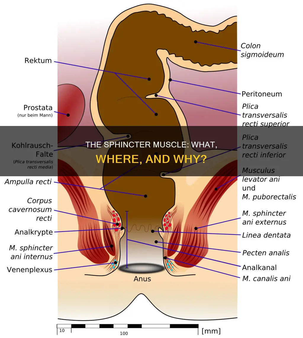 what is sphincter muscle