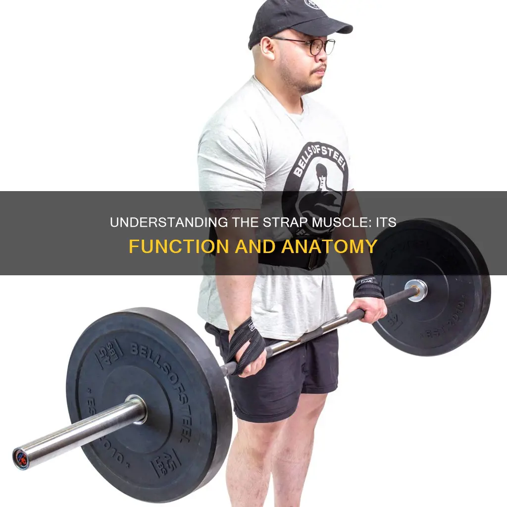 what is strap muscle